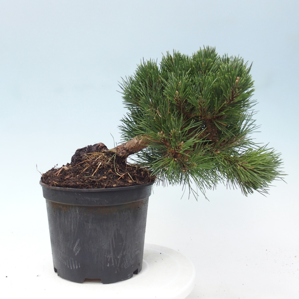 Bonsai da esterno - Pinus thunbergii senjyumaru - Pino di Thunberg