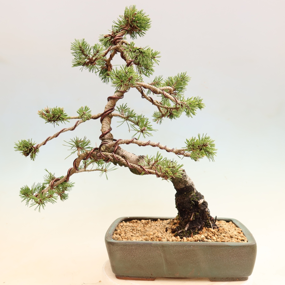 Bonsai da esterno - Pinus mugo Humpy  - Pino mugo