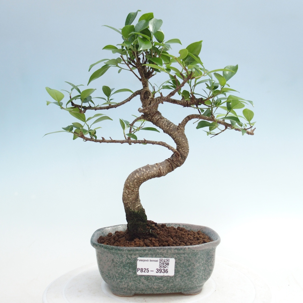 Camera bonsai - Ficus retusa - ficus a foglie piccole