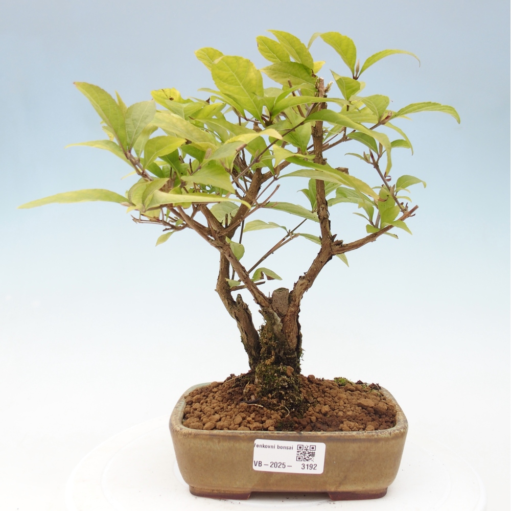 Bonsai da esterno - Callicarpa japonica