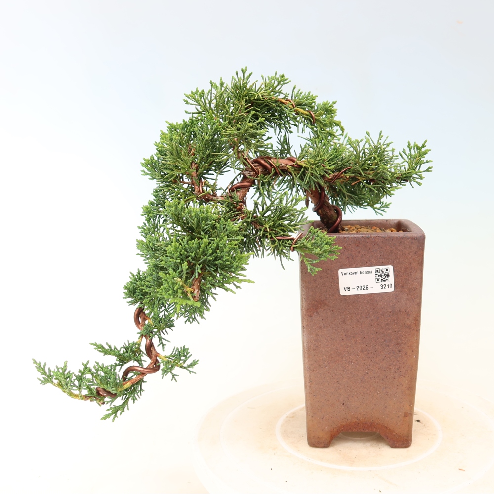 Bonsai da esterno - Juniperus chinensis Kishu