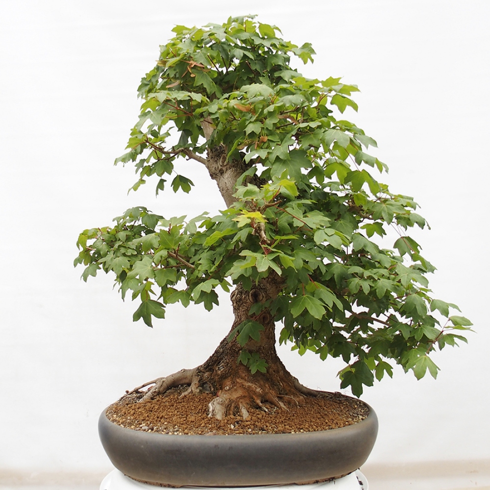 Bonsai da esterno -Javor babyka - Acer campestre