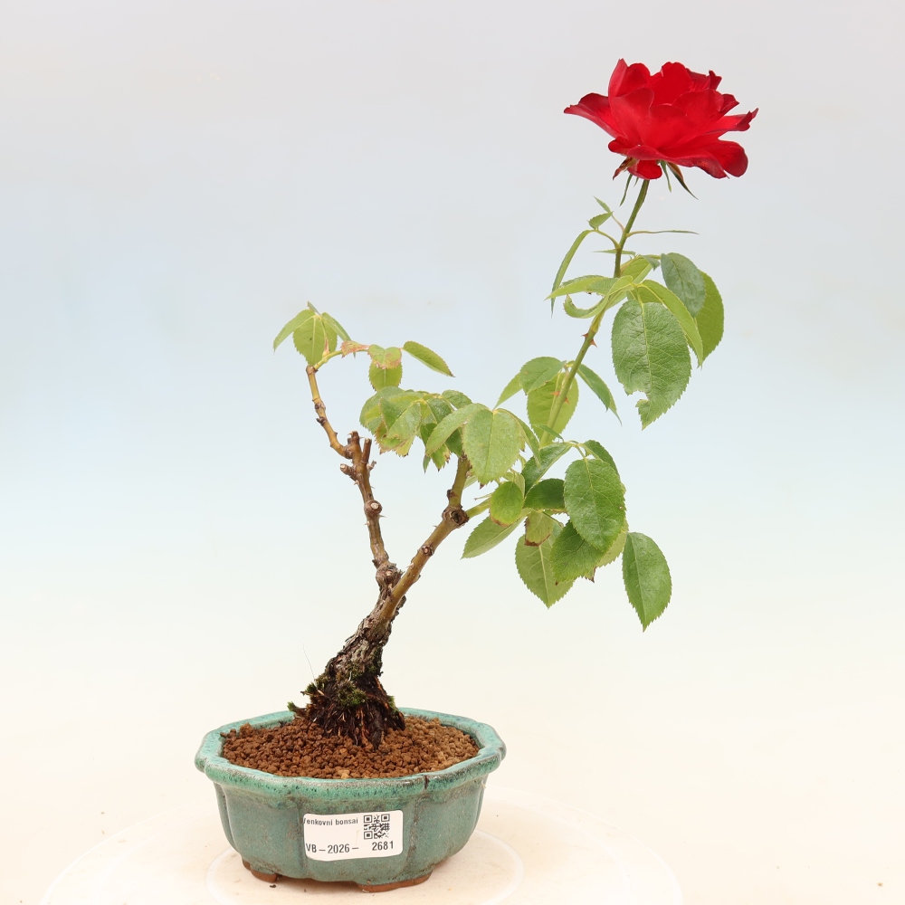 Bonsai da esterno - Rosa Kordes - rosa