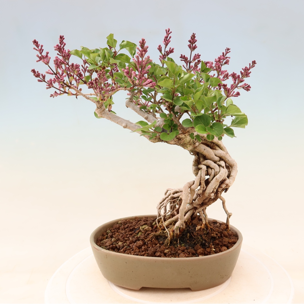 Bonsai da esterno - Syringa microphylla - lillà a fiore piccolo