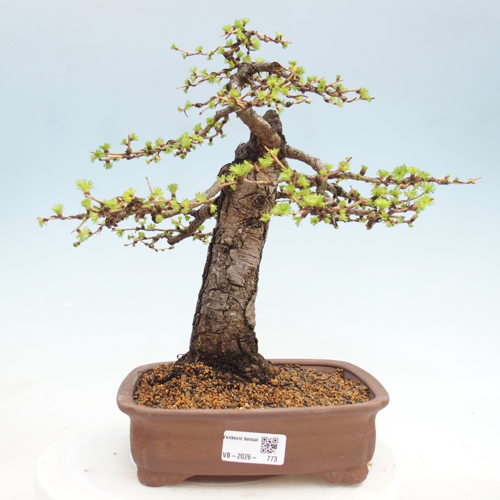 Bonsai da esterno -Larix decidua - Larice