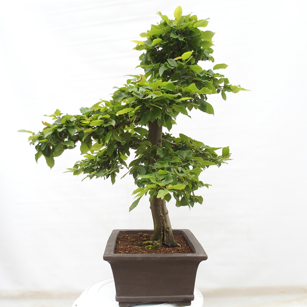 Bonsai da esterno - Carpino - Carpinus betulus