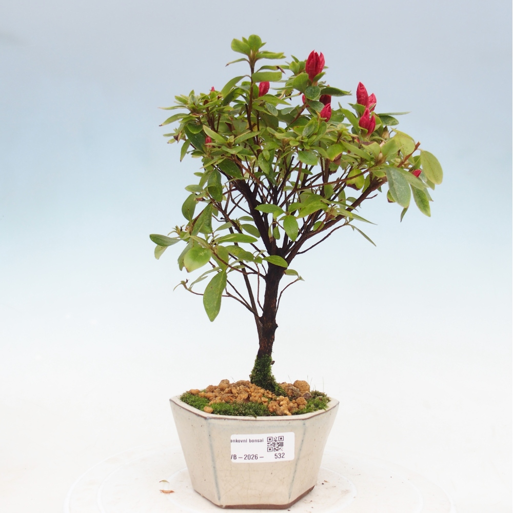 Bonsai da esterno - Azalea giapponese - Azalea sp.