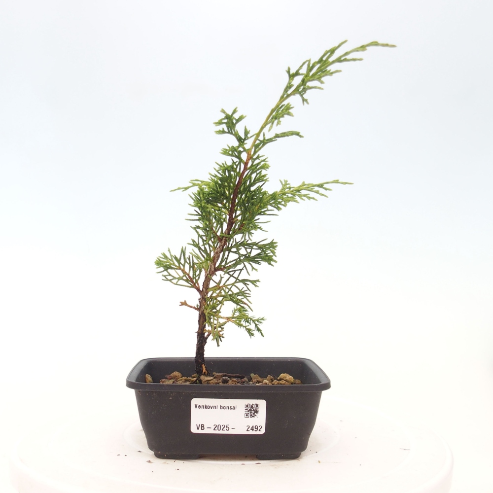 Bonsai da esterno - Juniperus chinensis Itoigawa