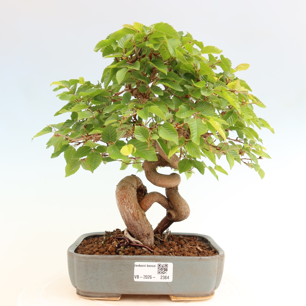 Bonsai da esterno -Carpinus Coreana - Carpino coreano