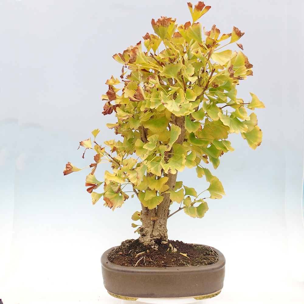 Bonsai da esterno - Ginkgo biloba - Ginkgo biloba