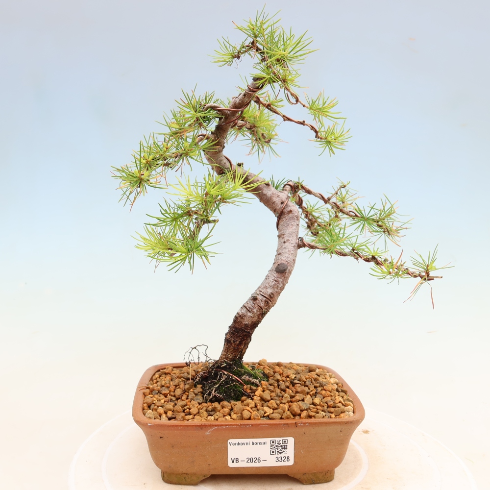 Bonsai da esterno -Larix decidua - Larice