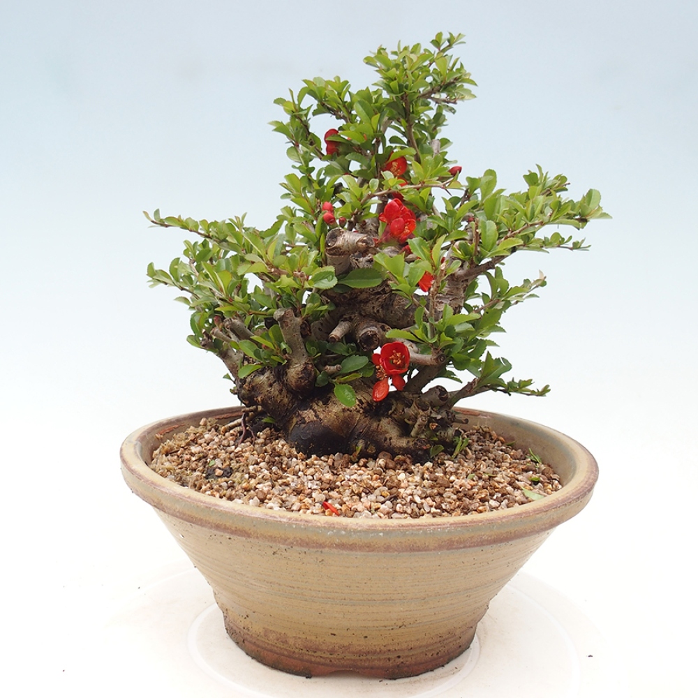 Bonsai da esterno - Chaneomeles speciosa - Cotogno