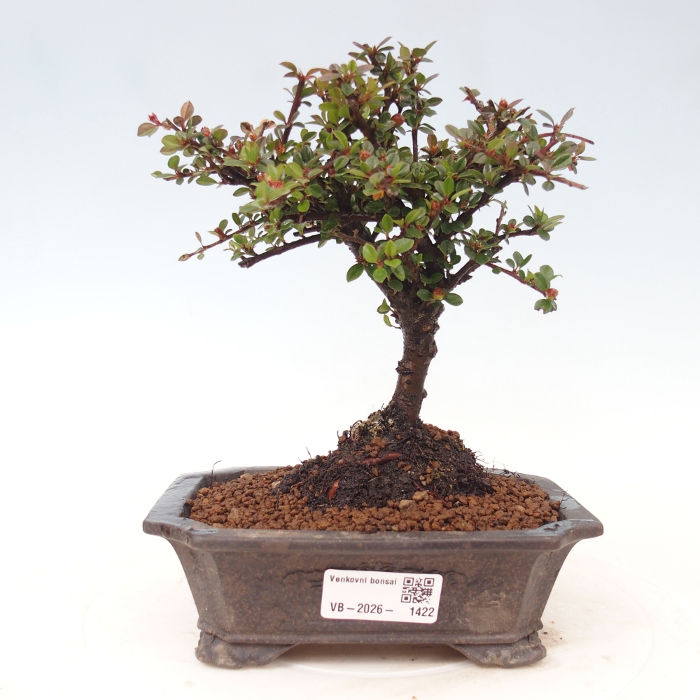 Bonsai da esterno - Cotoneaster horizontalis - Montagna rocciosa