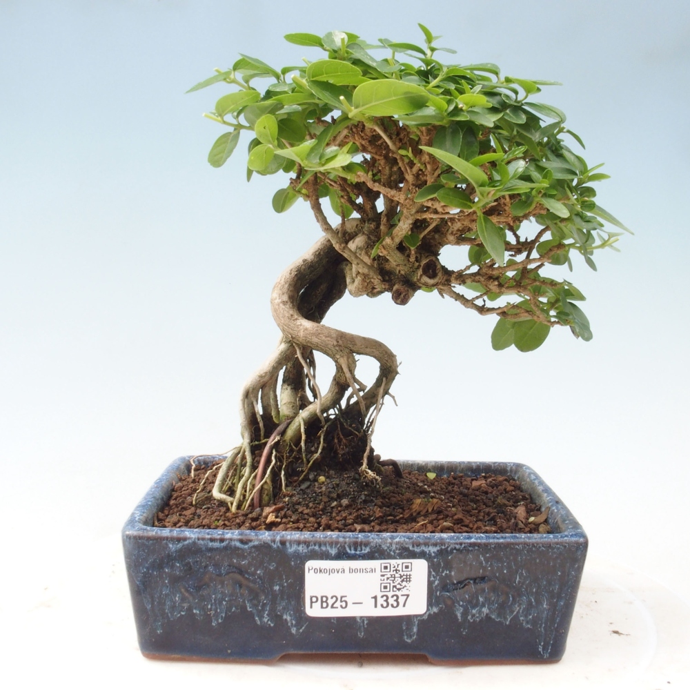 Bonsai da interno - Premna serratifolia - Kozlovna malolista