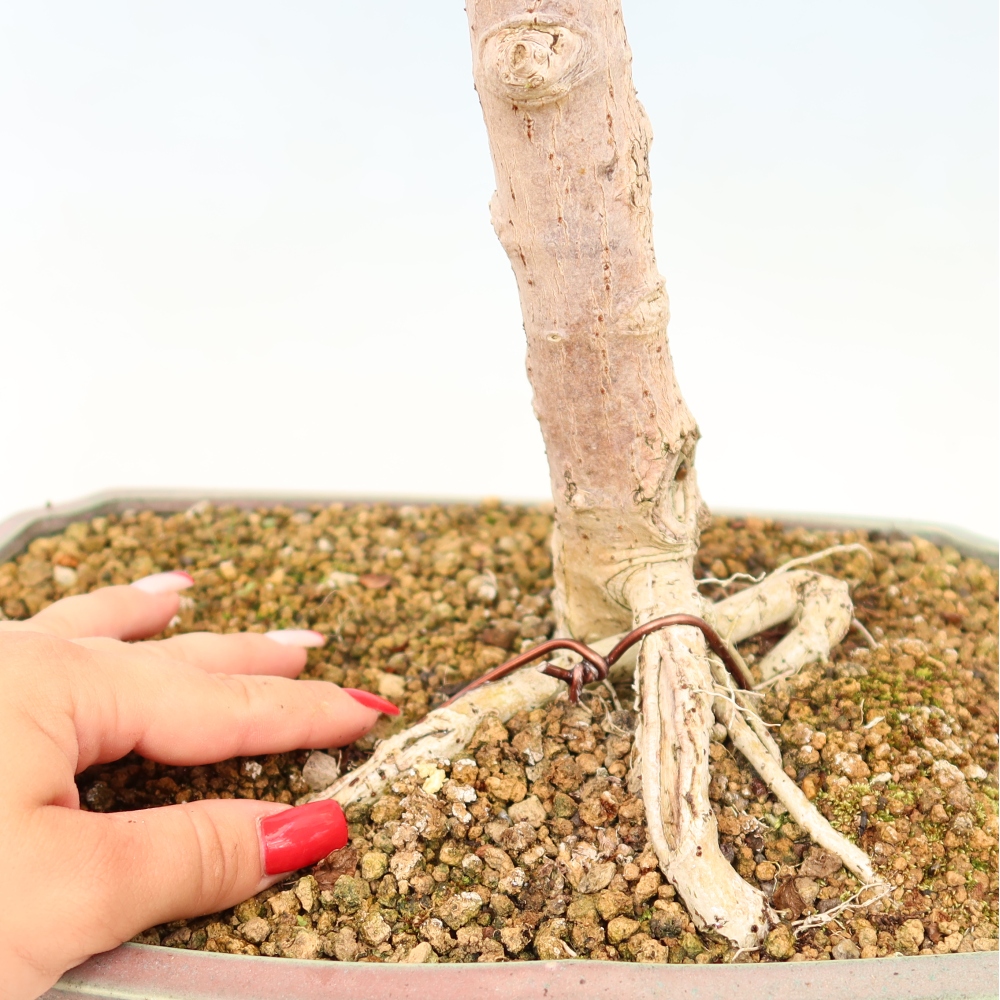 Bonsai da interno - Hibiscus tiliaceus - Ibisco marino