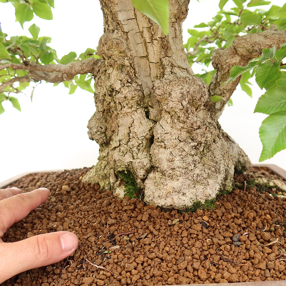 Bonsai da esterno -Carpinus Coreana - Carpino coreano