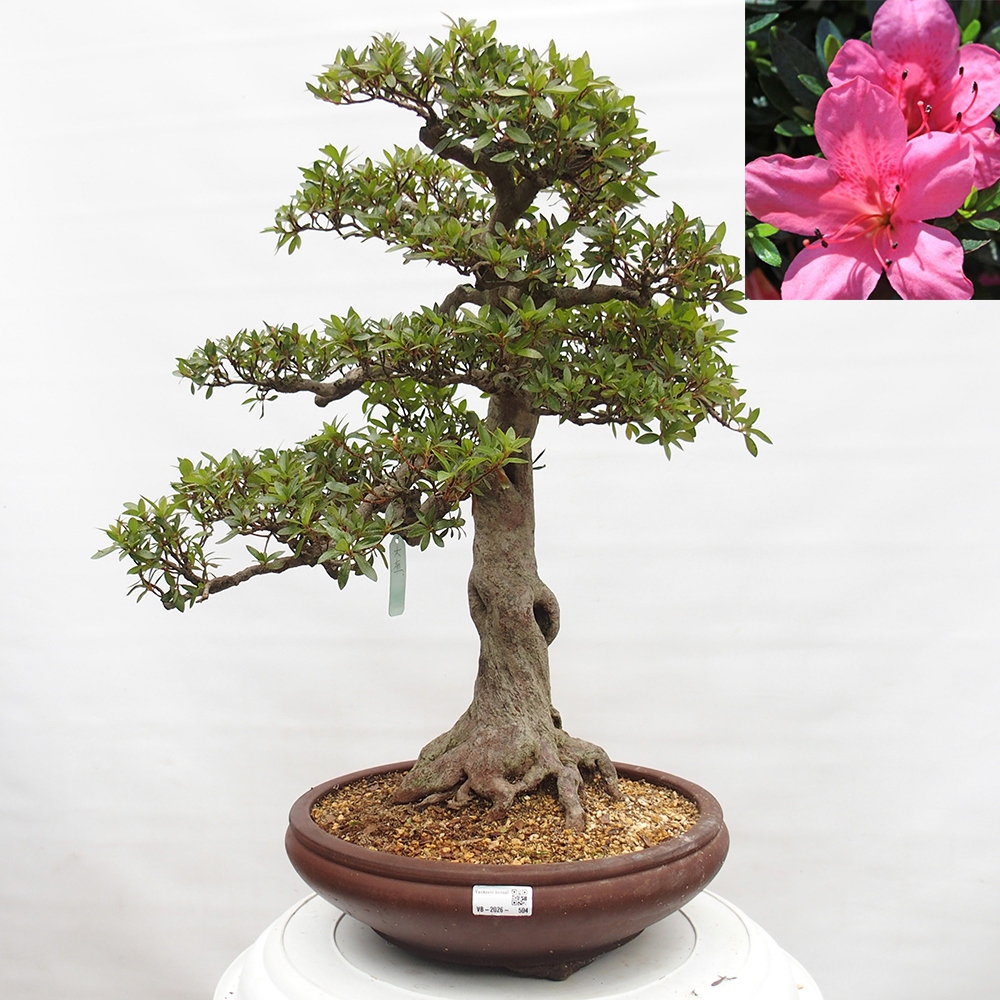 Bonsai da esterno - Azalea giapponese - Azalea Osakazumi