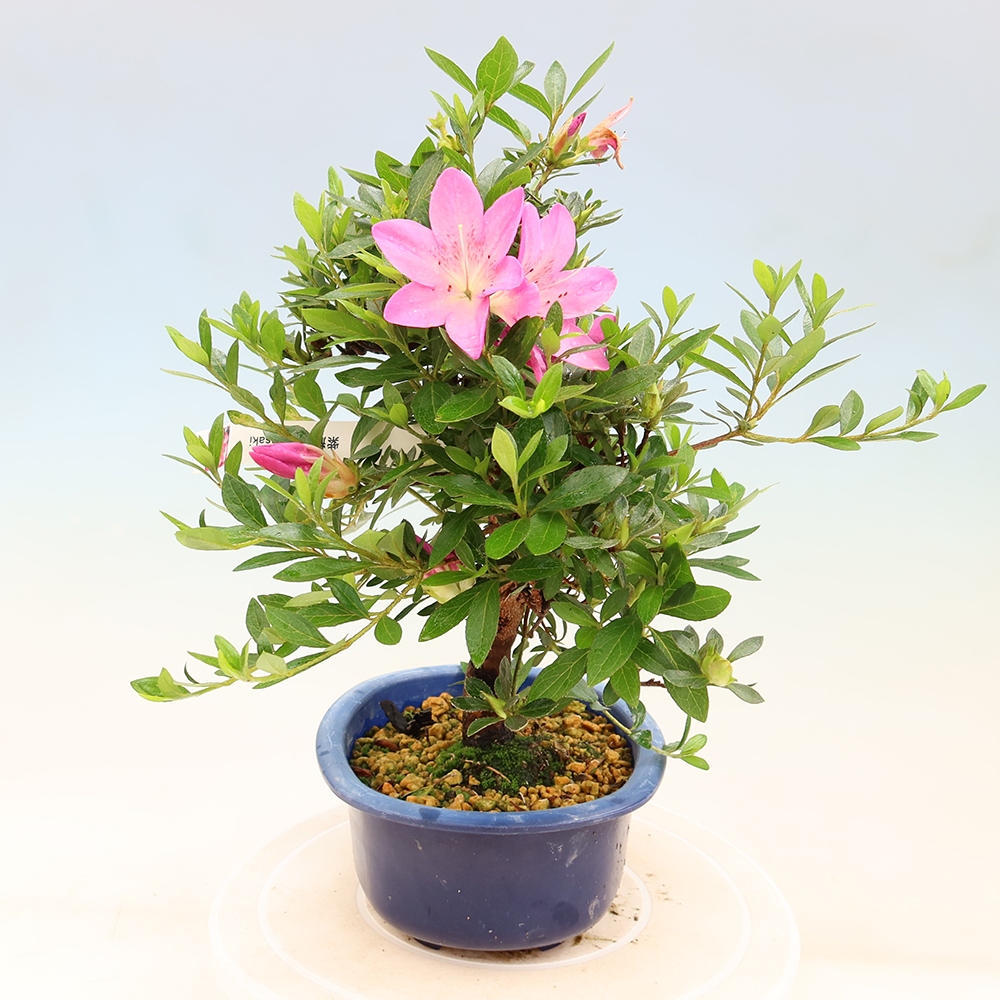 Bonsai da esterno - Azalea giapponese - Azalea Yoko