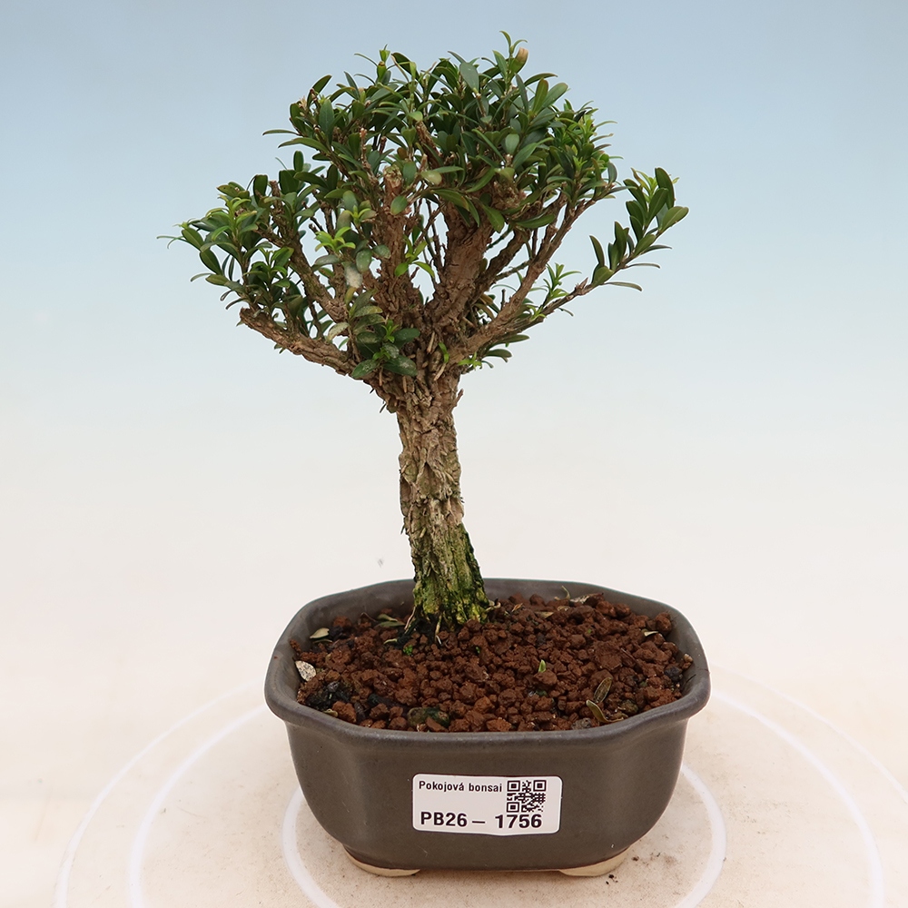 Camera bonsai - Buxus harlandii - buxus da sughero