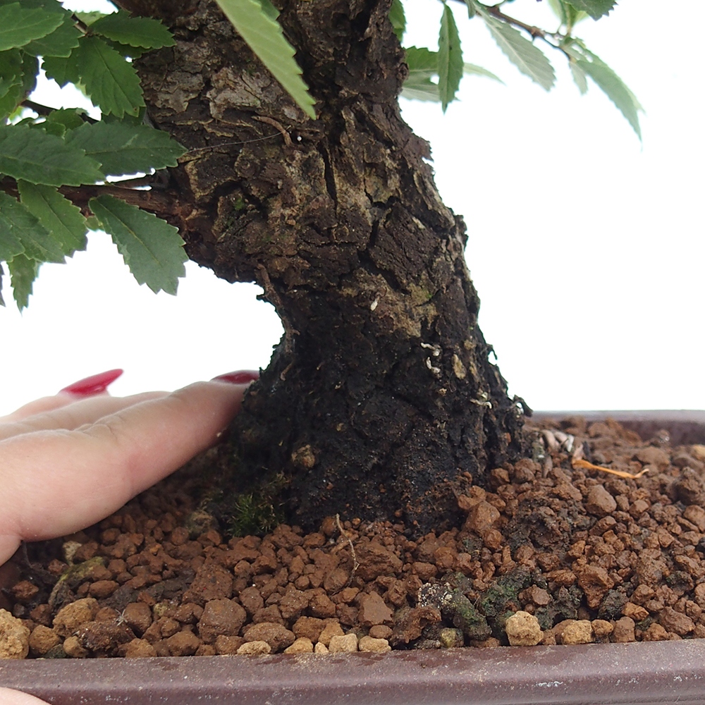 Bonsai da esterno - Zelkova - Zelkova NIRE