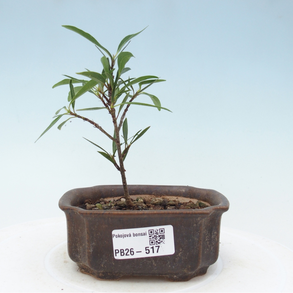 Camera bonsai - Ficus nerifolia - ficus a foglie piccole