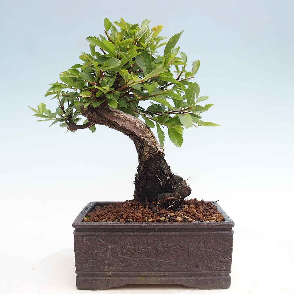 Bonsai da esterno - Zelkova - Zelkova NIRE