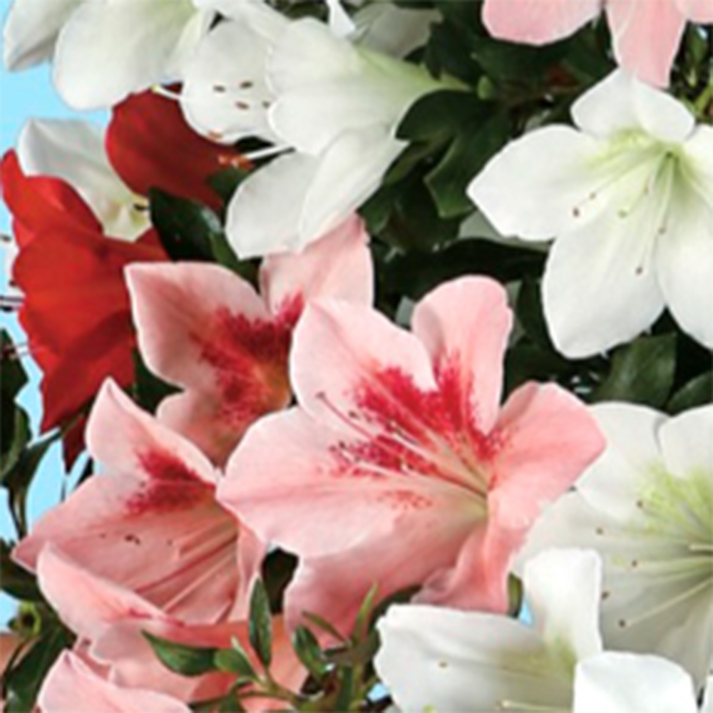 Bonsai da esterno - Azalea giapponese - Azalea Sayaka