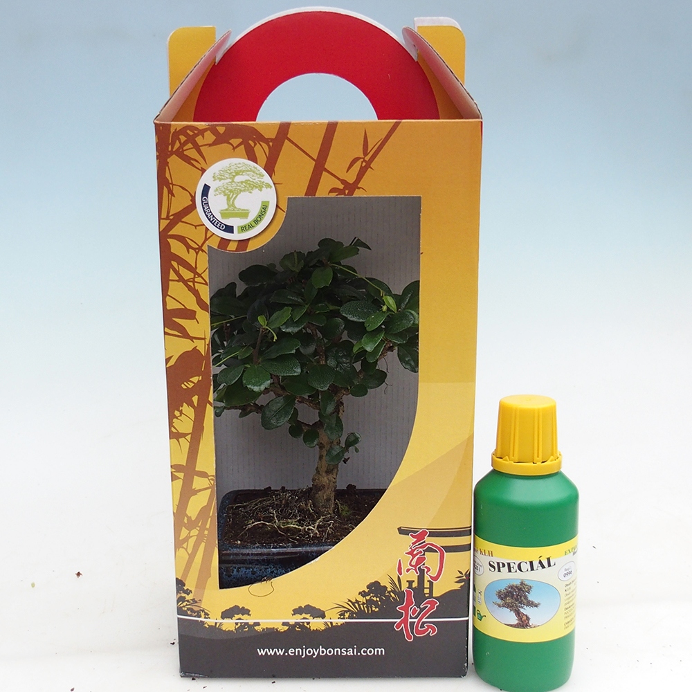 Bonsai da camera in confezione regalo Carmona microphylla - Tea fuki