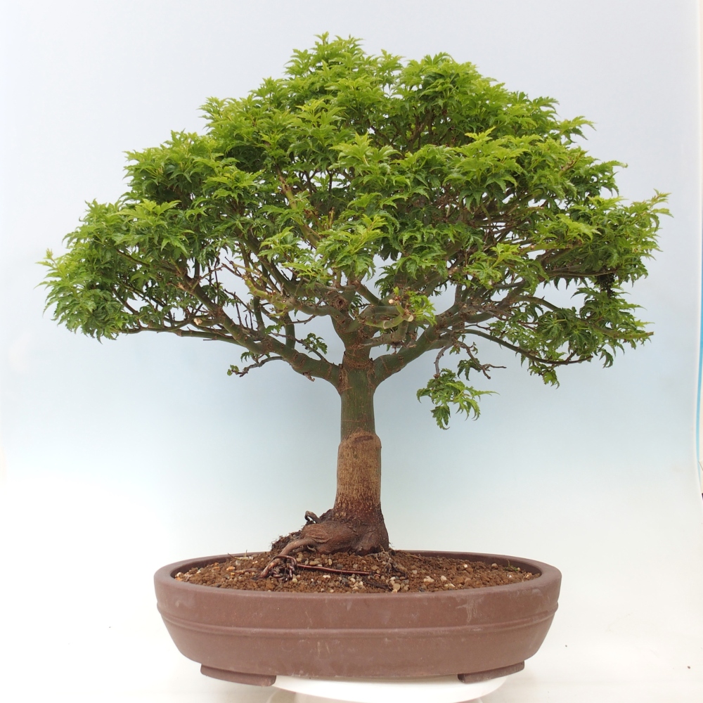Bonsai da esterno -Palma di Giava Acer palmatum Shishigashira