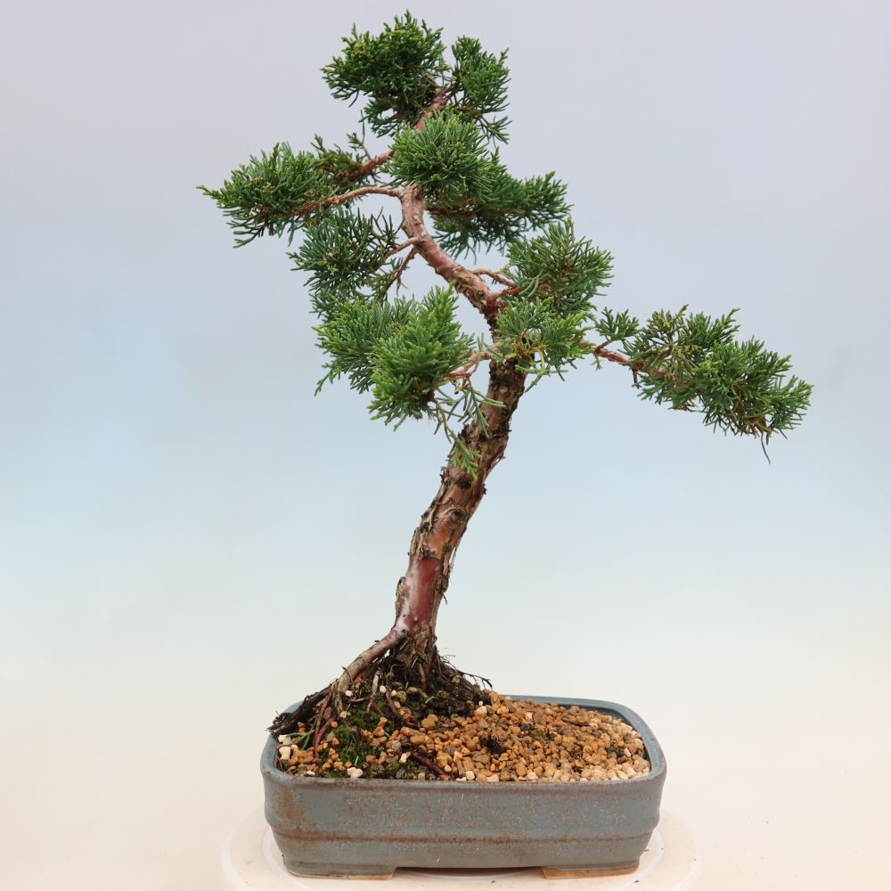 Bonsai da esterno - Juniperus chinensis Kishu