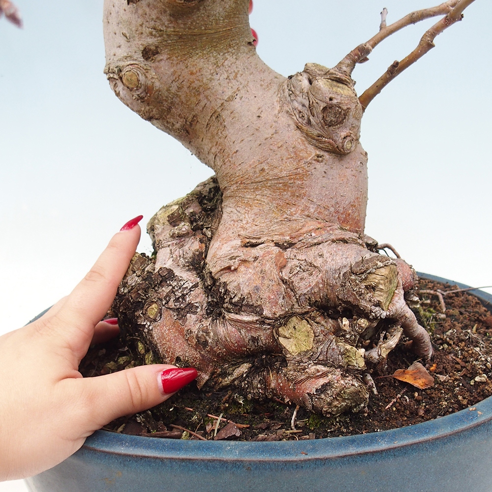 Bonsai da esterno -Malus halliana - Melo a frutto piccolo