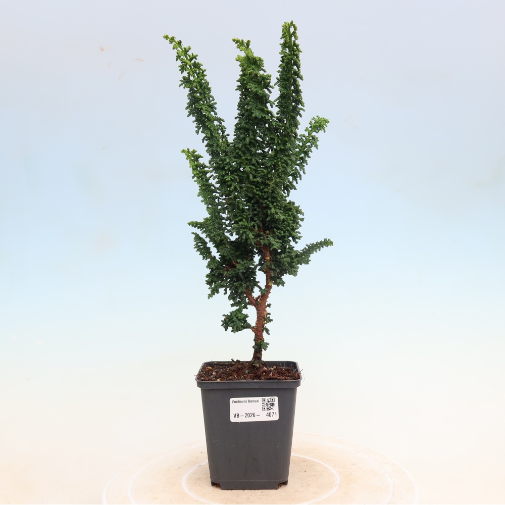Bonsai da esterno - Cham. obtusa SEKKA HINOKI - Cipresso