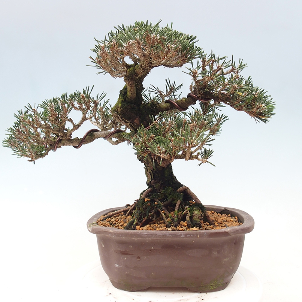 Bonsai da esterno - Pinus thunbergii Kotobuki - Pino di Thunberg