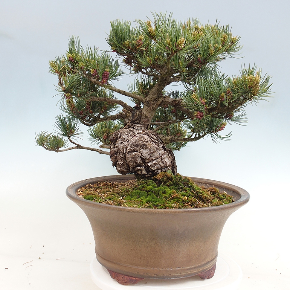 Bonsai da esterno - Pinus parviflora - Pinus parviflora