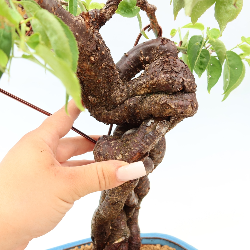 Bonsai da esterno - Albicocco giapponese - Prunus Mume