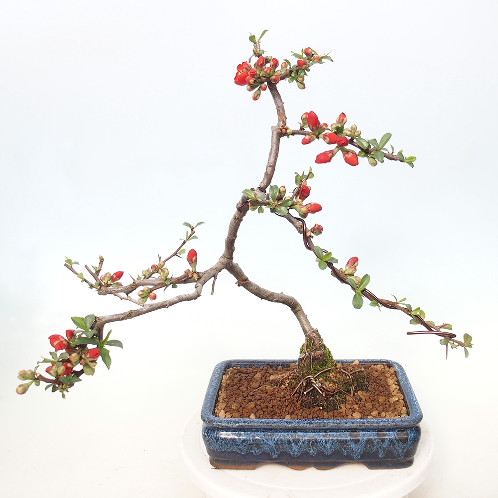Bonsai da esterno - Chaneomeles sup. Nicoline - Cotogno