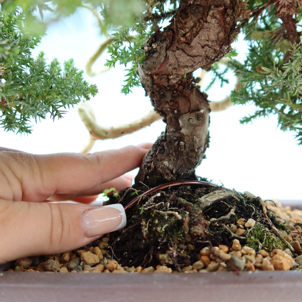 Bonsai da esterno - Juniperus procumbens - Juniperus procumbens