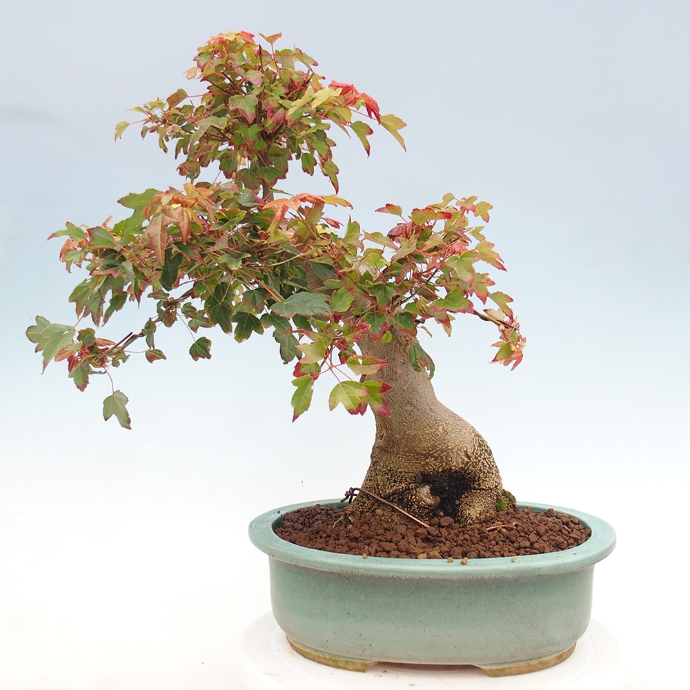 Bonsai da esterno - Acer Buergerianum - Acero di Burger