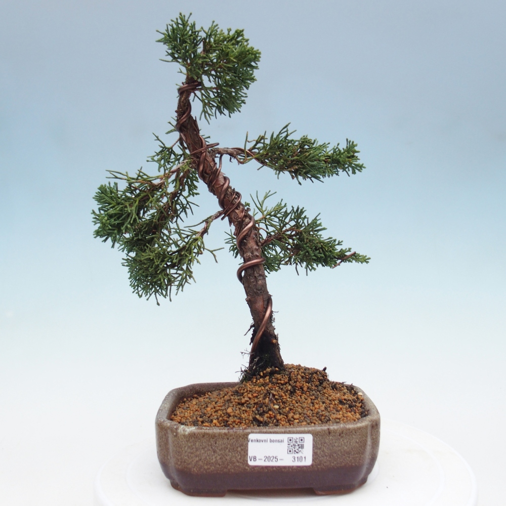 Bonsai da esterno - Juniperus chinensis Kishu