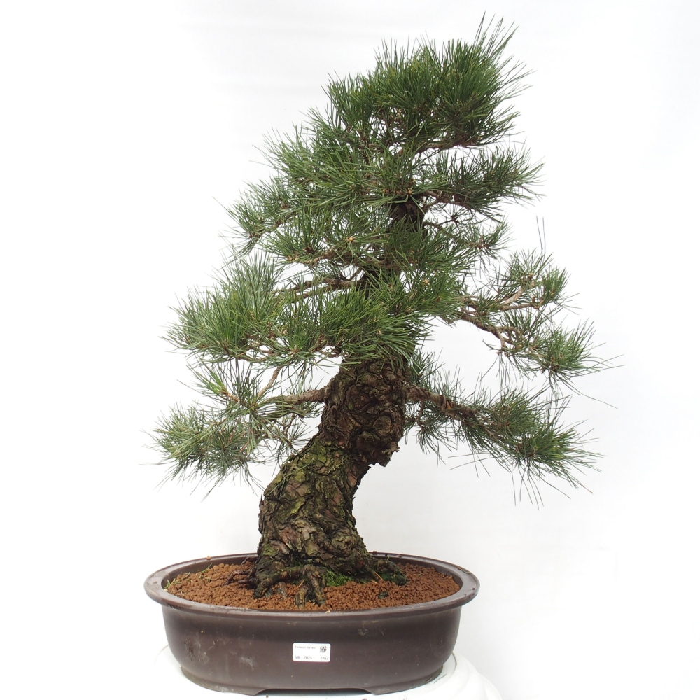 Bonsai da esterno - Pinus thunbergii - Pino di Thunberg