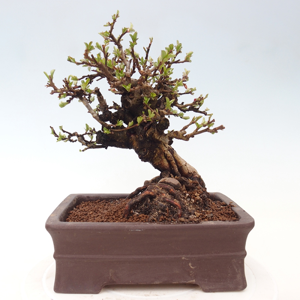 Bonsai da esterno - Chaneomeles speciosa - Cotogno