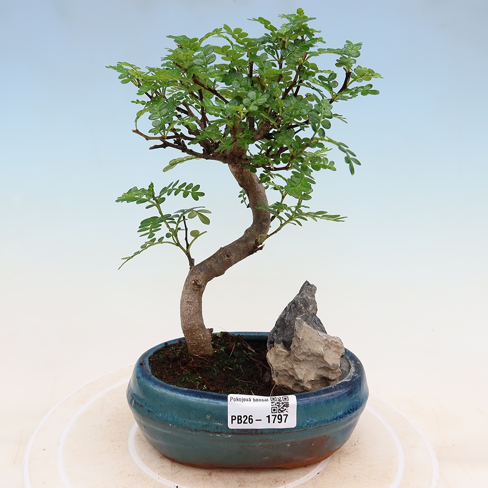 Camera bonsai - Zantoxylum piperitum - albero del pepe