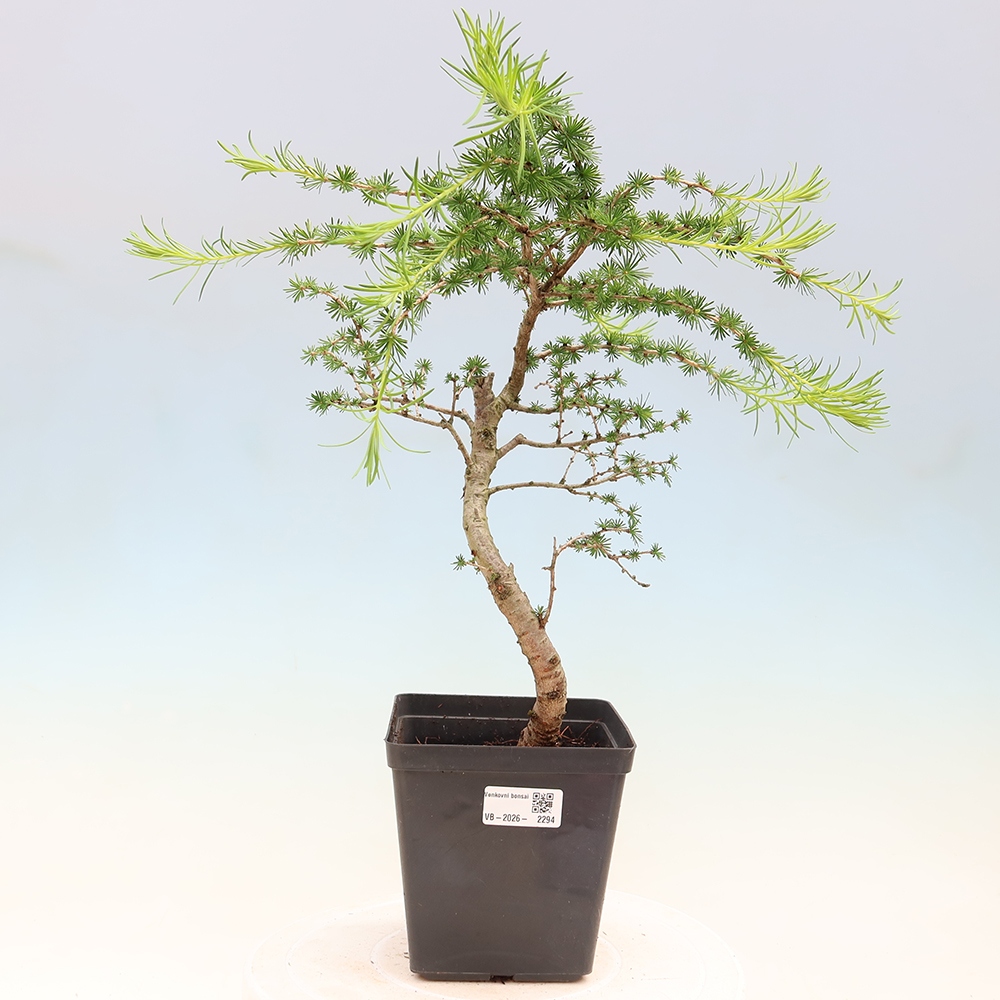 Bonsai da esterno -Larix decidua - Larice