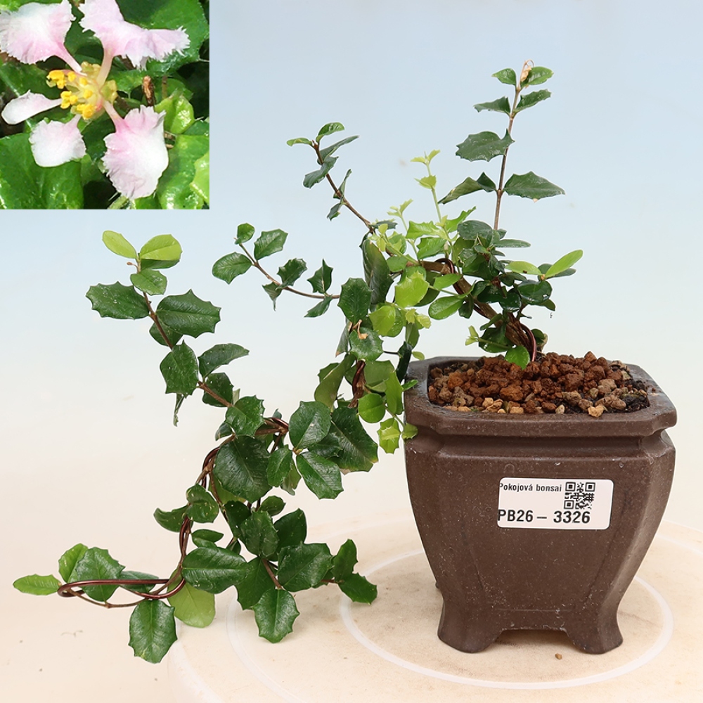 Bonsai da interno - Malpighia delle Barbados - Malpighia coccigera