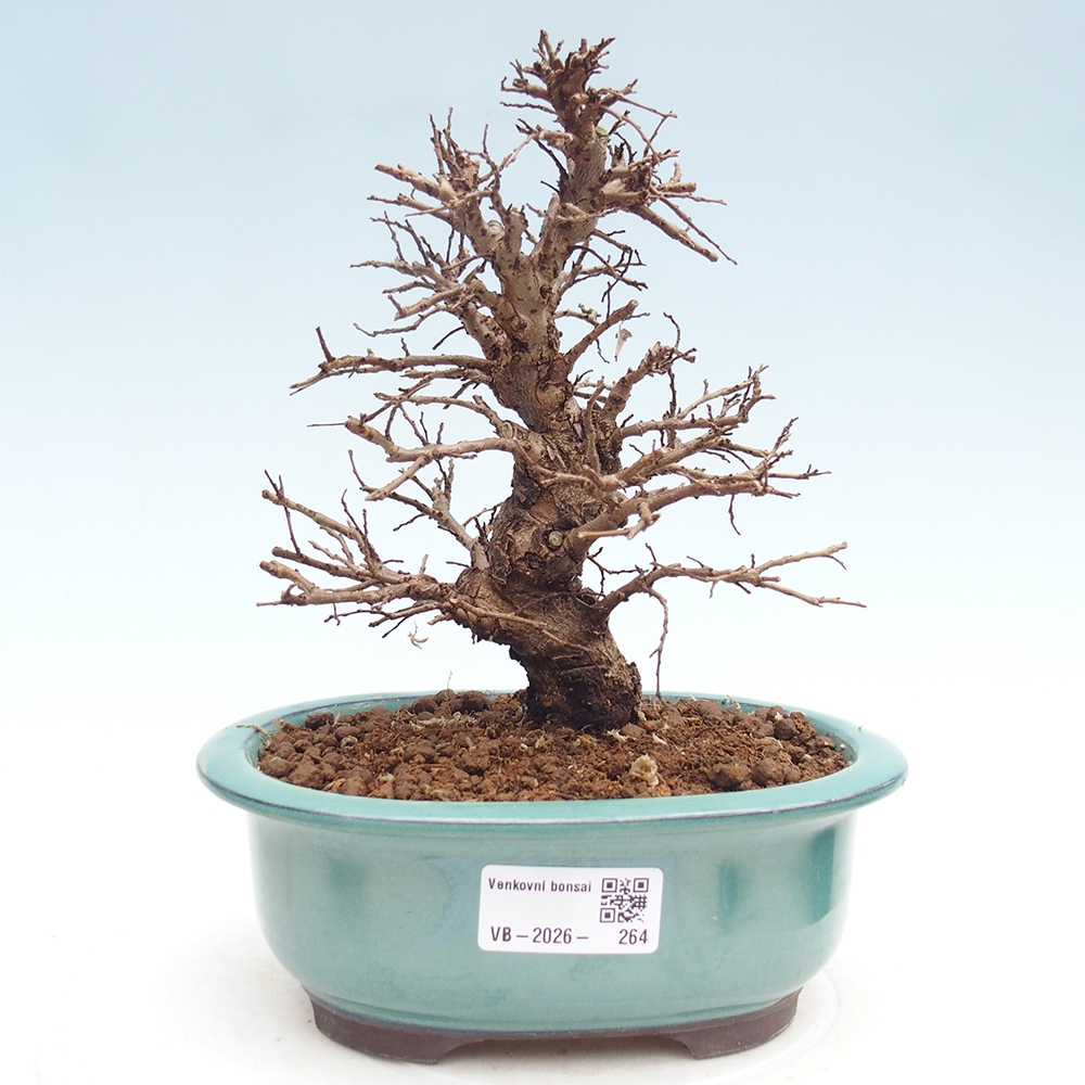 Bonsai da esterno - Zelkova - Zelkova NIRE