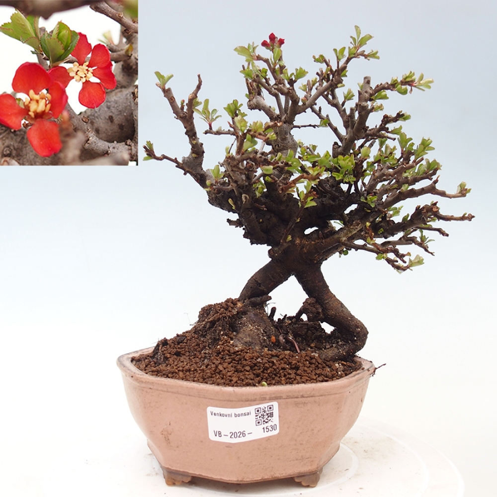 Bonsai da esterno - Chaneomeles speciosa - Cotogno