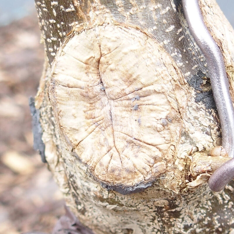 Cu-pasta 160 g - per piante decidue