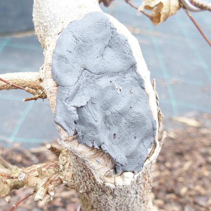 Cu-pasta 500 g per piante di conifere