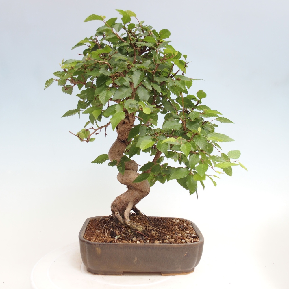 Bonsai da esterno -Carpinus CARPINOIDES - Carpino coreano