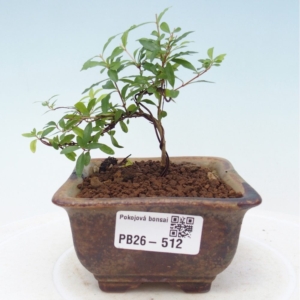 Camera bonsai-PUNICA granatum nana-Mela granata